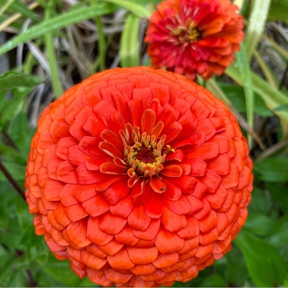 Meet your Posher, Laura - Picture 1 of 13